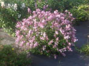 image (1)4